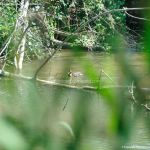 Foto Patos en el Río Henares 8