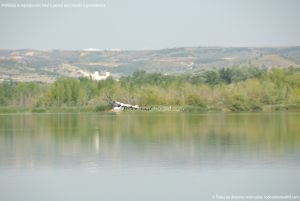 Foto Cigüeñas en Laguna El Campillo 7