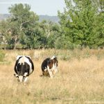 Foto Vacas junto al Río 3