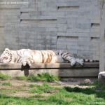 Foto Zoo Acuarium de Madrid 106