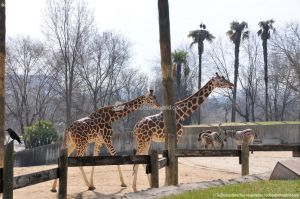 Foto Zoo Acuarium de Madrid 149