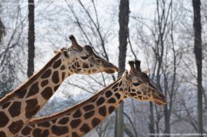 Foto Zoo Acuarium de Madrid 150