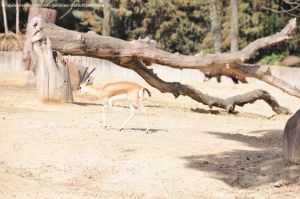 Foto Zoo Acuarium de Madrid 152