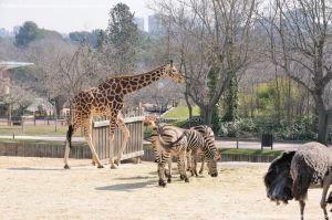Foto Zoo Acuarium de Madrid 157