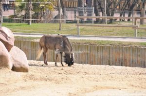 Foto Zoo Acuarium de Madrid 158