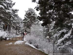 Foto Valle de La Barranca (Navacerrada) durante una nevada 19
