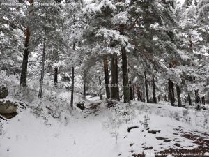 Foto Valle de La Barranca (Navacerrada) durante una nevada 66