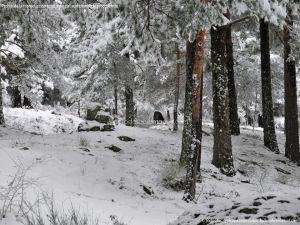 Foto Valle de La Barranca (Navacerrada) durante una nevada 68