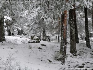 Foto Valle de La Barranca (Navacerrada) durante una nevada 69