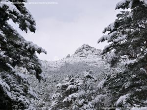 Foto Valle de La Barranca (Navacerrada) durante una nevada 73
