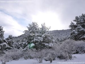 Foto Valle de La Barranca (Navacerrada) durante una nevada 79
