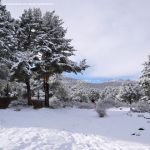 Foto Valle de La Barranca (Navacerrada) durante una nevada 83