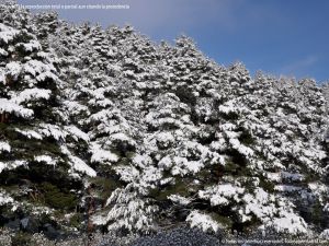 Foto Valle de La Barranca (Navacerrada) durante una nevada 92