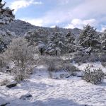 Foto Valle de La Barranca (Navacerrada) durante una nevada 98