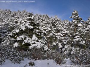 Foto Valle de La Barranca (Navacerrada) durante una nevada 104