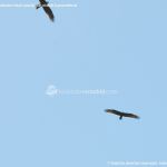 Foto Red de rutas ornitológicas en el Parque Regional del Sureste 7