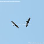 Foto Red de rutas ornitológicas en el Parque Regional del Sureste 8