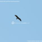 Foto Red de rutas ornitológicas en el Parque Regional del Sureste 12