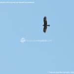 Foto Red de rutas ornitológicas en el Parque Regional del Sureste 14