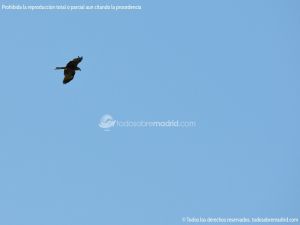 Foto Red de rutas ornitológicas en el Parque Regional del Sureste 16