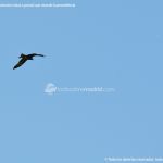 Foto Red de rutas ornitológicas en el Parque Regional del Sureste 17