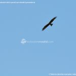Foto Red de rutas ornitológicas en el Parque Regional del Sureste 18