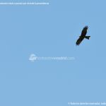 Foto Red de rutas ornitológicas en el Parque Regional del Sureste 19