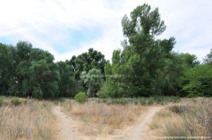 Foto Senda por el Área Recreativa de El Sotillo 7