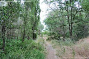 Foto Senda por el Área Recreativa de El Sotillo 13