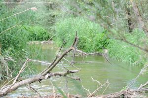 Foto Río Guadarrama en Villaviciosa de Odón 1