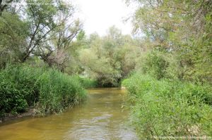 Foto Río Guadarrama en Villaviciosa de Odón 4