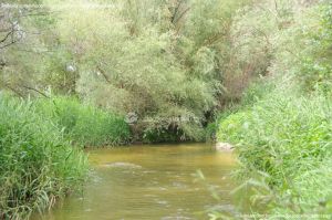 Foto Río Guadarrama en Villaviciosa de Odón 5