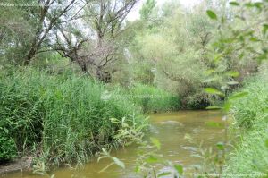 Foto Río Guadarrama en Villaviciosa de Odón 9