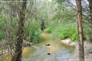 Foto Río Guadarrama en Villaviciosa de Odón 13