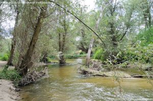 Foto Río Guadarrama en Villaviciosa de Odón 14