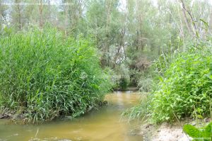 Foto Río Guadarrama en Villaviciosa de Odón 15