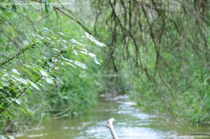 Foto Río Guadarrama en Villaviciosa de Odón 16