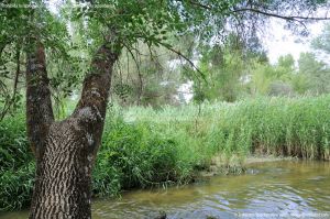 Foto Río Guadarrama en Villaviciosa de Odón 17