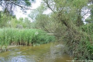 Foto Río Guadarrama en Villaviciosa de Odón 18