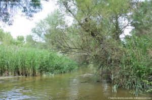 Foto Río Guadarrama en Villaviciosa de Odón 31