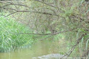 Foto Río Guadarrama en Villaviciosa de Odón 32