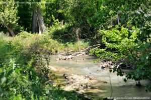 Foto Área de Recreo junto al Río Tajuña 10