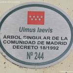 Foto Ulmus laevis Árbol Singular de la Comunidad de Madrid 11