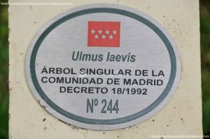 Foto Ulmus laevis Árbol Singular de la Comunidad de Madrid 11
